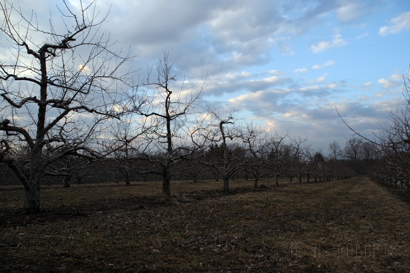 orchard4.jpg
